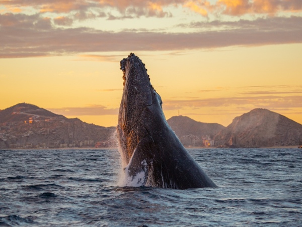 Avistamiento de ballenas Máncora